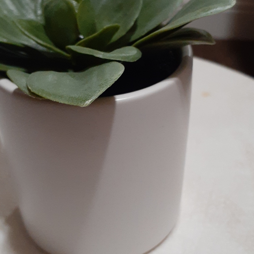 Artificial  Dudley's succulent plant